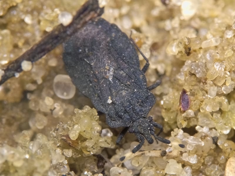 Aradus signaticornis R.F. Sahlberg, 1848